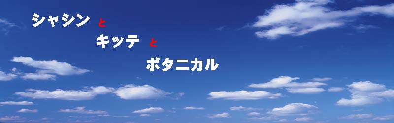 シャシンとキッテとボタニカル