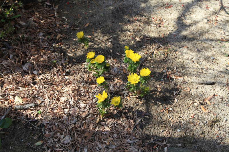 IMG5b_1190.JPG