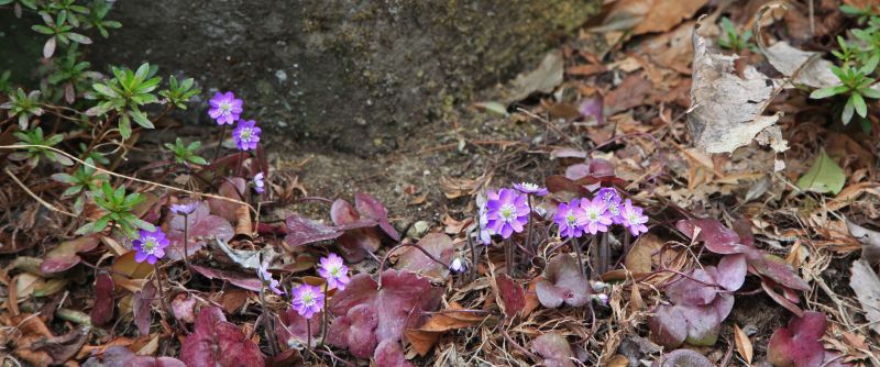 IMG5b_1193.JPG