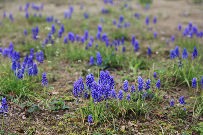 IMG5b_1238.JPG