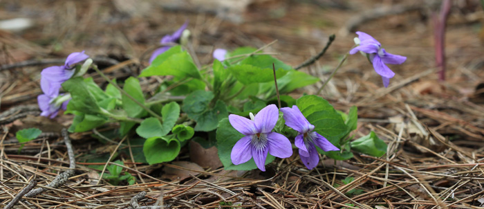 6a_9548.JPG