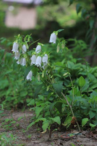 IMG6a_9794.JPG