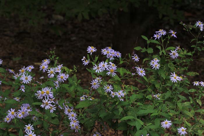 IMG6b_0062.JPG